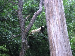 Bear and Cub by Clarks Fork